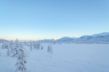 Fototapeta na wymiar Snowy forest in the Republic of Sakha, Kolyma tract, the Russian North