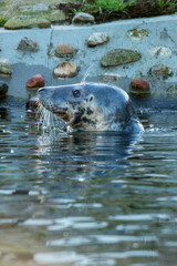 Grey Seal In The Sea
