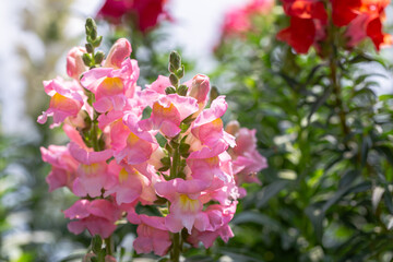 Colorful flower of Snapdragon, Antirrhinum majus.