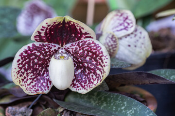 Orchid flowers in the garden. Paphiopedilum Orchidaceae. or Lady's Slipper.