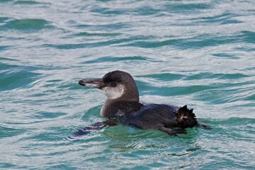 Galapagos Penguin /Spheniscus mendiculus/. Galapagos Islands. Ecuador. South America.