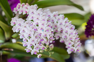 Orchid flowers in the garden. Rhynchostylis Orchidaceae.