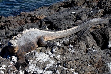 Marine Iguana /Amblyrhynchus cristatus/. Isabela Island. Galapagos. Ecuador. South America.