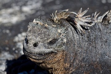 Marine Iguana /Amblyrhynchus cristatus/. Isabela Island. Galapagos. Ecuador. South America.