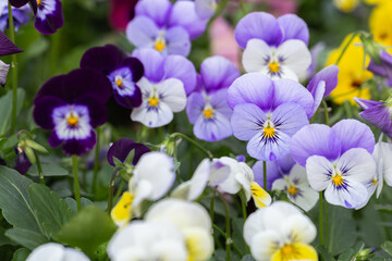 Viola flower in the garden at sunny summer or spring day.