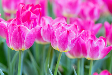 Fototapeta premium Fresh colorful tulips flower bloom in the garden.