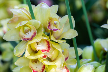 Orchid flowers in the garden. Cymbidium Orchidaceae.
