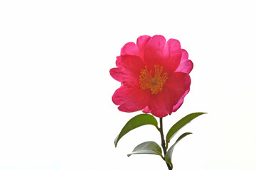 サザンカ　白バック