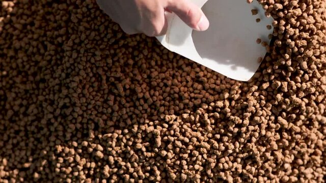 Animal feed production process. Fish food.