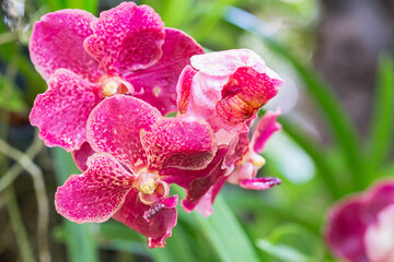 Orchid flowers in the garden. Vanda Orchidaceae.