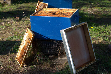 Fototapeta na wymiar Apiculture, beekeepers take honey from bee hives, from coniferous trees. Beekeeping.