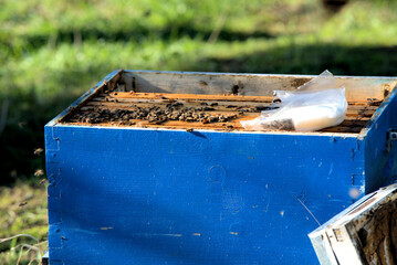 Apiculture, beekeepers take honey from bee hives, from coniferous trees. Beekeeping.