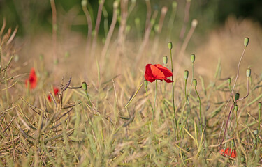 Poppy flowers blooming on the field