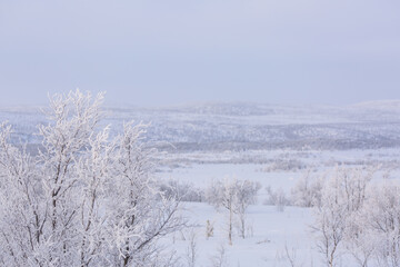 Snowy landscape with snow-covered trees
