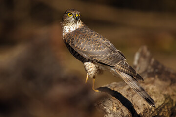 The Eurasian sparrowhawk (Accipiter nisus) on the trunk. A female bird of prey with yellow eyes sits on a branch with a brown forest background.