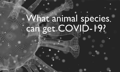 What treatments are available for Covid 19 question. Medical education relative illustration. Scientific medical design. 3D rendering.