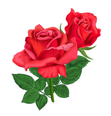 Red rose flower with bud and leaves. Vector in realistic style. Floral bouquet for Valentine day card