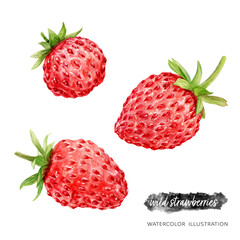 Wild strawberries watercolor illustration isolated on white background