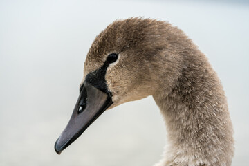 Young swan in grey feathers
