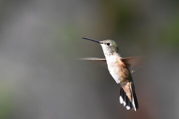 Fototapeta na wymiar A female Broad-tailed Hummingbird feeds in the Colorado mountains.