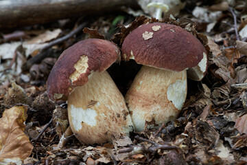 Edible mushroom Boletus pinophilus in the beech forest. Known as pine bolete or pinewood king bolete. Wild bolete mushroom growing in the leaves.