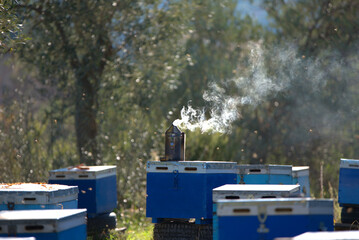 Fototapeta na wymiar Apiculture, beekeepers take honey from bee hives, from coniferous trees. Beekeeping.