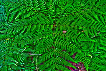 fern leaf background