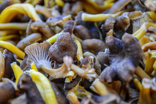 Lots of mushrooms