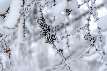 View of larch branches in winter