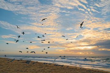 Sunset on the beach and flying birds, California Central Coast