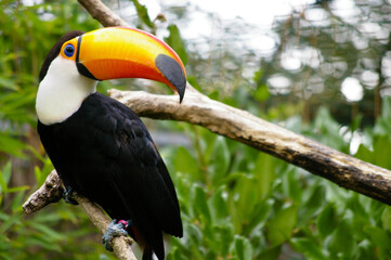 Toucan au Zoo de la Flèche