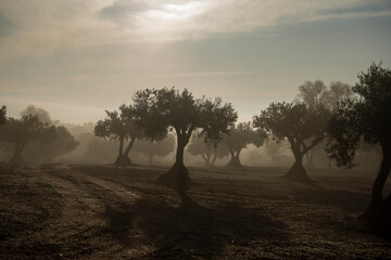 Amanecer en olivar mediterraneo con niebla otoñal