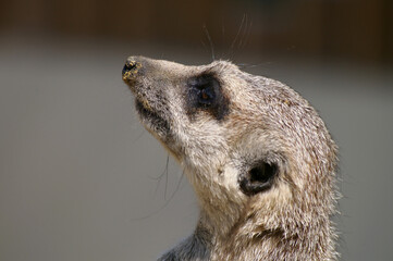 Suricate