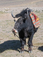 Yak with saddle in the high-altitude desert along the Pamir Highway near Murghab, Gorno-Badakshan, Tajikistan