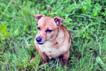 Red-haired old dog jack russell terrier posing in nature
