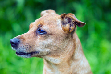 Red-haired old dog jack russell terrier posing in nature
