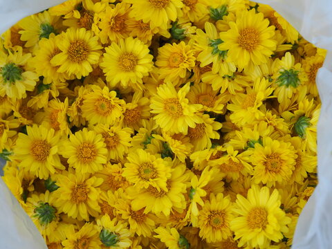 Chrysanthemum indicum Scientific name Dendranthema morifolium, Flavonoids,Closeup pollen of yellow flower freshness Stacked in white plastic bag background