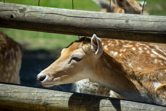 European Fallow Dear (dama Dama)