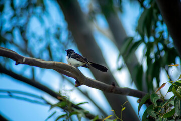 Willie wagtail (rhipidura leucophrys) perched in a tree