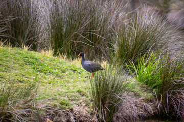 Dusky moorhen on a grassy bank (gallinula tenebrosa)
