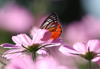 Drupadia ravindra butterfly orange and white color feeding nectar from cosmos flower in the garden