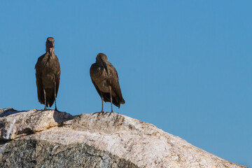A pair of Hamerkop (Scopus umbretta) birds standing together having an argument on a rock in Kruger National Park, South Africa