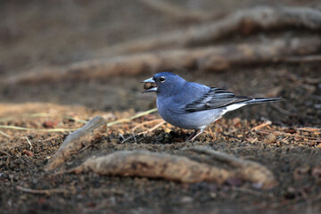The Tenerife blue chaffinch (Fringilla teydea) on the ground with berry in its beak.Rare songbird on the ground with needles.