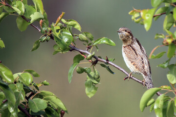 The Eurasian wryneck (Jynx torquilla) sitting on a branch of fruit tree. An inconspicuous brown member of the woodpeckers family on a green branch.