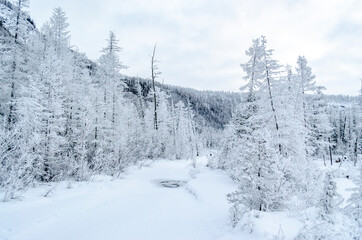 Snowy forest in the Republic of Sakha, Kolyma tract, the Russian North