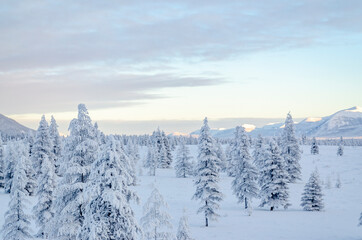 Fototapeta na wymiar Snowy forest in the Republic of Sakha, Kolyma tract, the Russian North