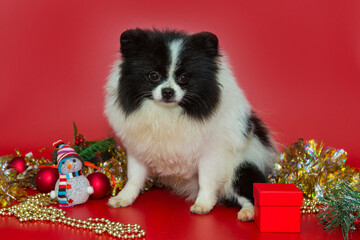 Black and white Pomeranian on a red background