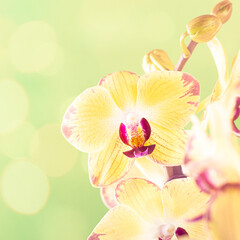 Most commonly grown house plants. Greeting card with bokeh. Close up of orchid flower yellow bloom over green background. Phalaenopsis orchid. Botany concept with copy space.