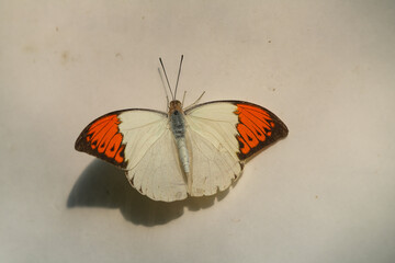 The Great Orange Tip, Hebomoia glaucippe is a beautiful white and orange butterfly