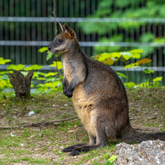 Red kangaroo, Macropus rufus in a german park